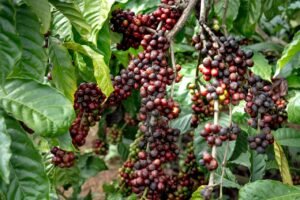 coffee farm region
