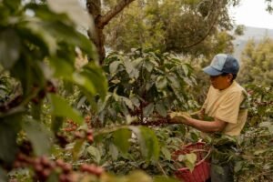 coffee tours