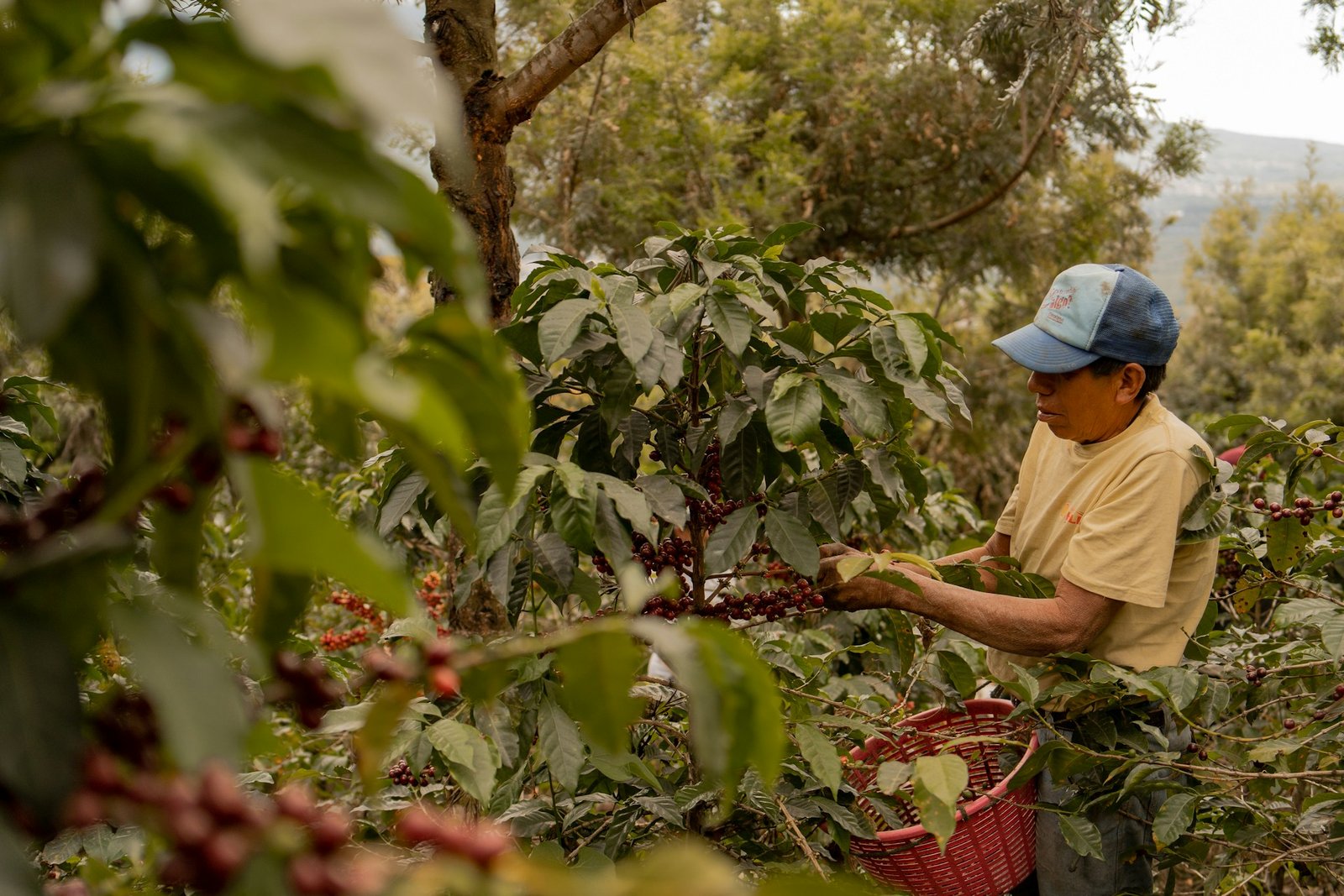 coffee tours