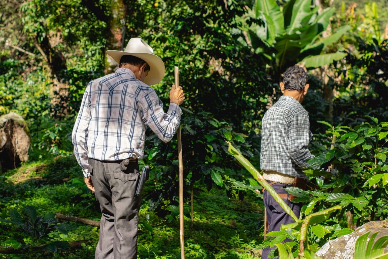 coffee farm